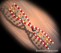 DNA Model