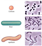 bacteria types piece