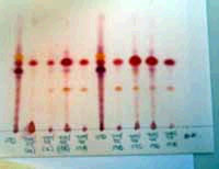 candy chromatography results